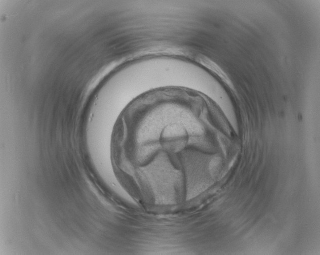 X0000078300436200611251512