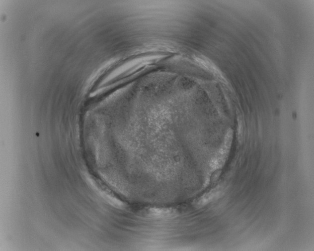 X0000078300442200611251512