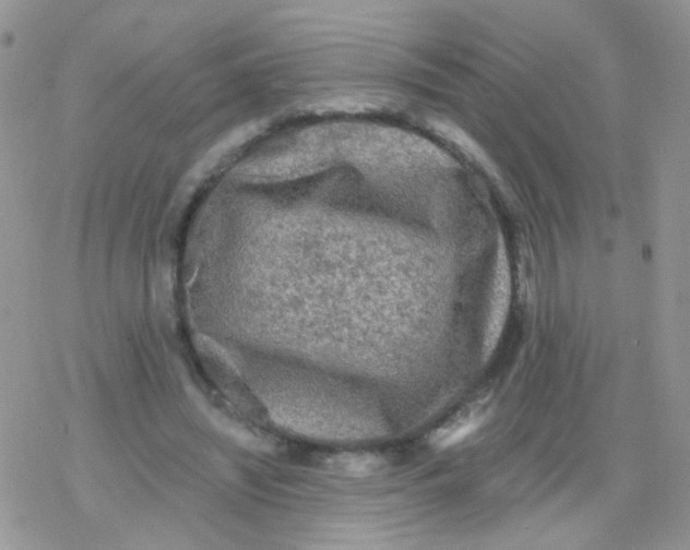 X0000078300444200611251512