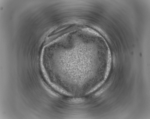 X0000078300445200611251512