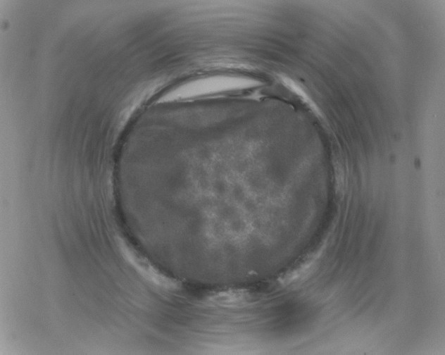 X0000078300447200611251512