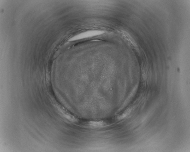 X0000078300457200611251513