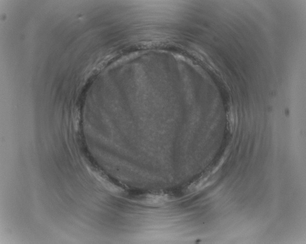 X0000078300458200611251513