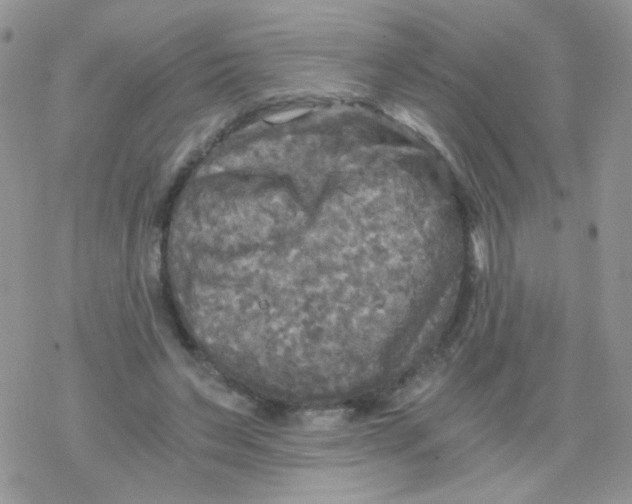 X0000078300495200611251512