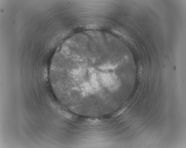 X0000078300502200611251512