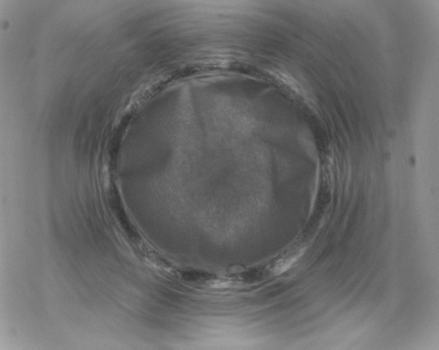 X0000078300504200611251512