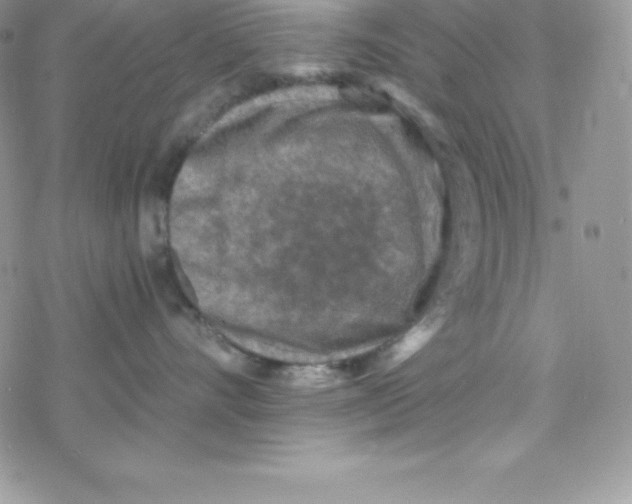 X0000078300528200611251511