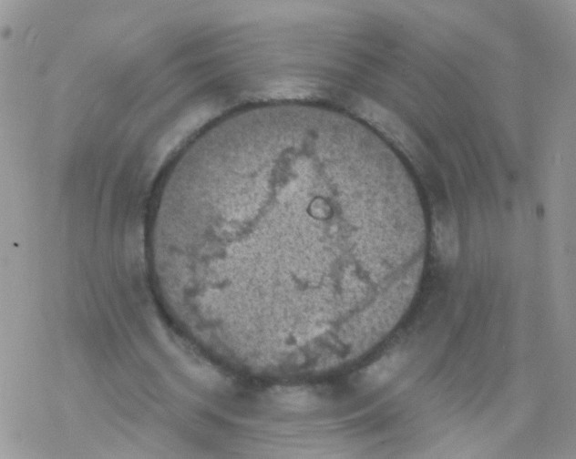 X0000078300534200611251511