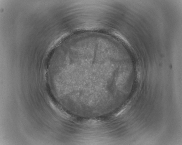 X0000078300542200611251511