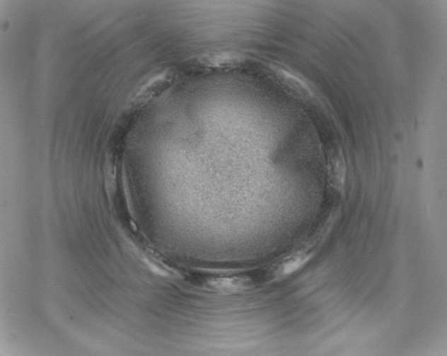 X0000078300558200611251511