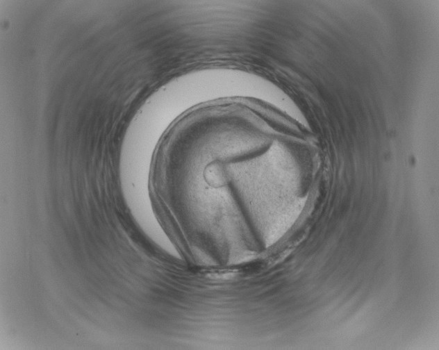 X0000078300560200611251511