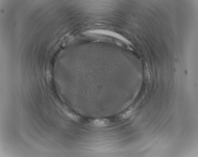 X0000078300566200611251511