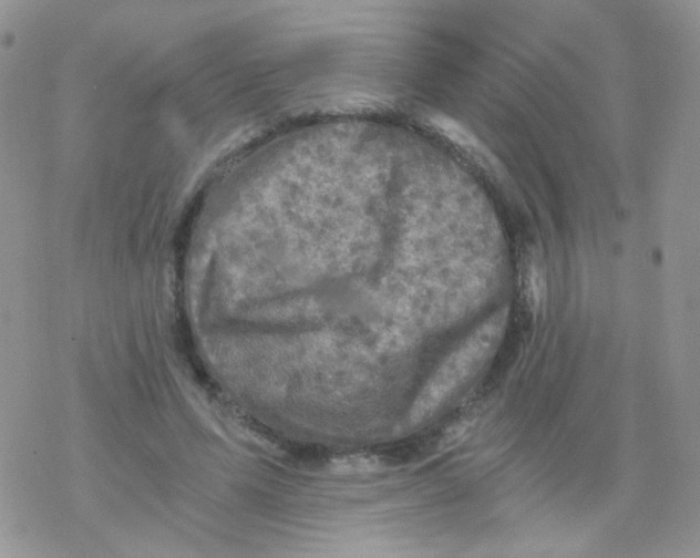 X0000078300591200611251510