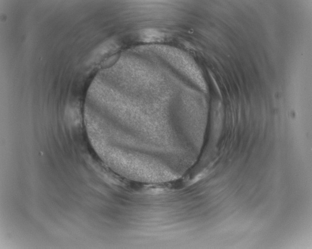 X0000078300620200611251510