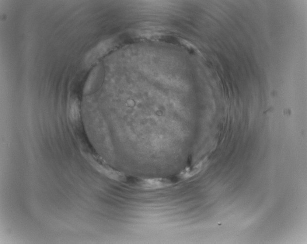 X0000078300623200611251510