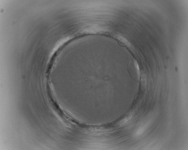 X0000078300626200611251509