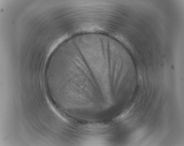 X0000078300630200611251509