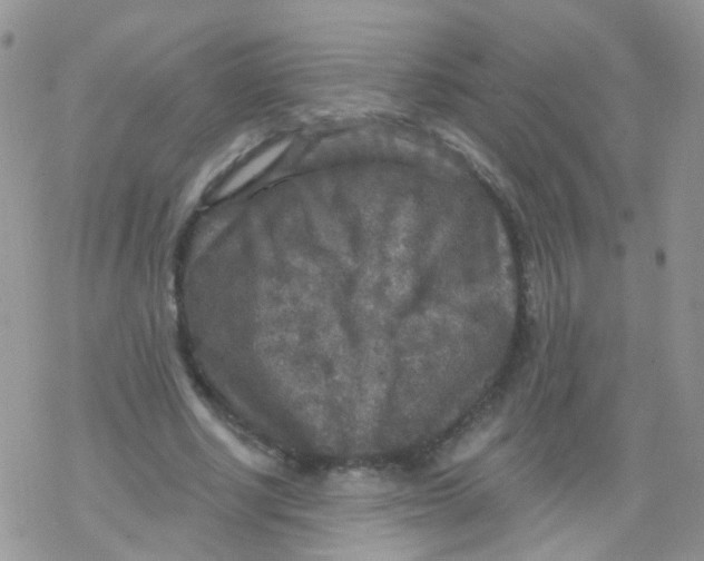 X0000078300634200611251509