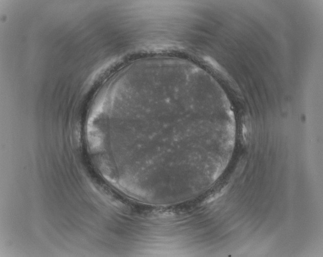 X0000078300640200611251509