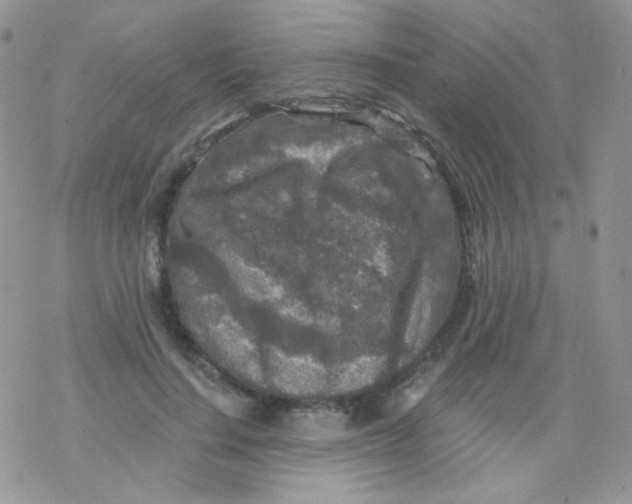 X0000078300644200611251509