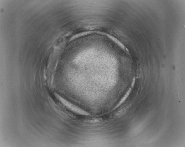 X0000078300646200611251509