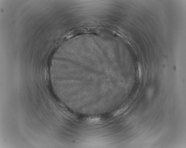 X0000078300651200611251509