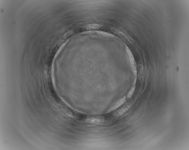 X0000078300655200611251510