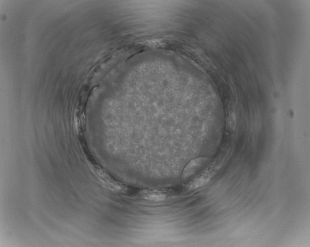 X0000078300658200611251510