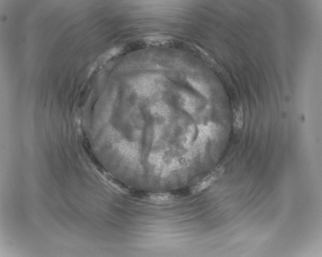 X0000078300666200611251510