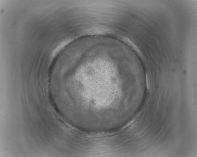 X0000078300675200611251509