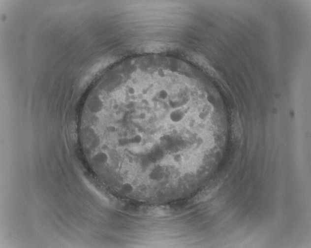 X0000078300683200611251509