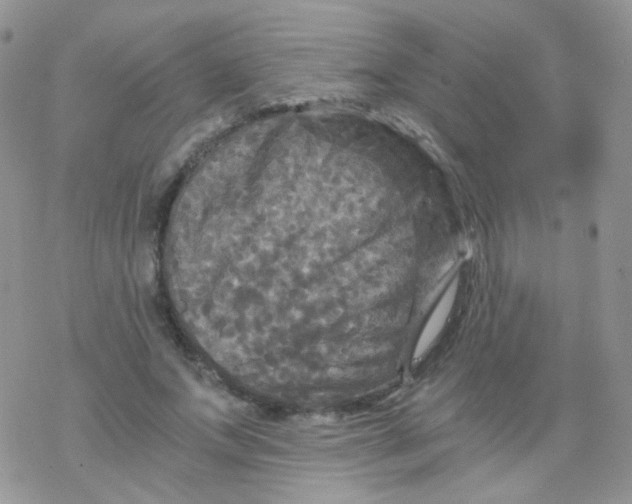 X0000078300687200611251509