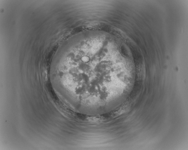 X0000078300703200611251509