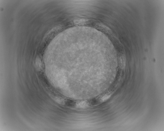 X0000078300705200611251509