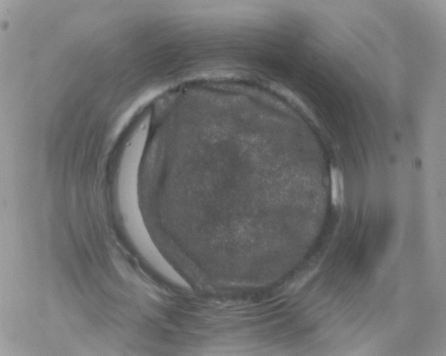 X0000078300723200611251508