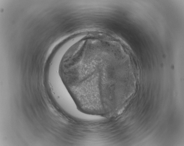 X0000078300724200611251508