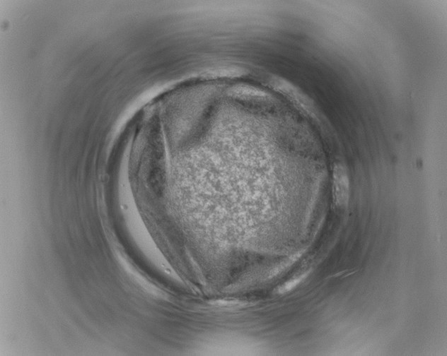 X0000078300726200611251508