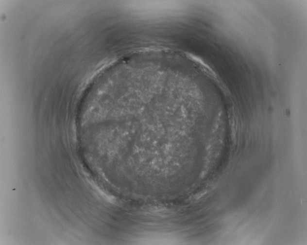 X0000078300729200611251508