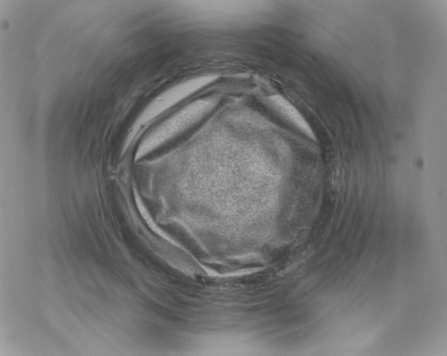 X0000078300743200611251508