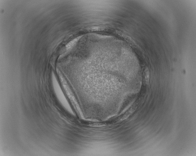 X0000078300746200611251508