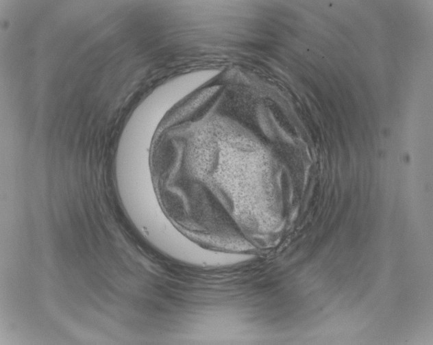 X0000078300750200611251508