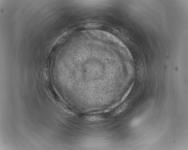 X0000078300755200611251508