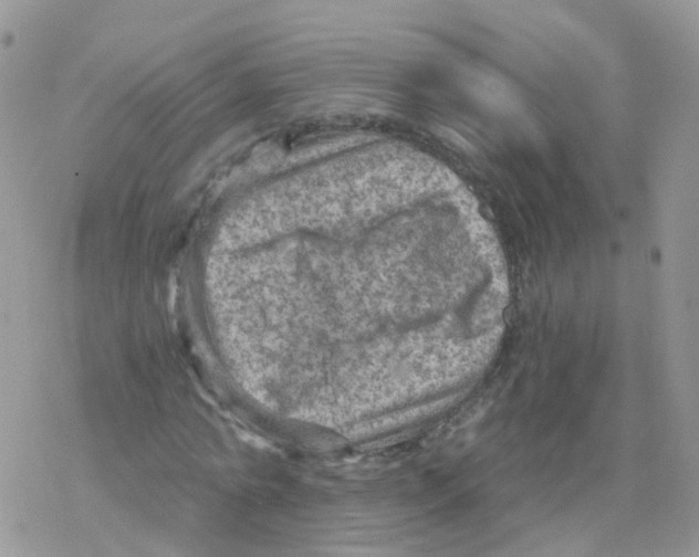 X0000078300774200611251507