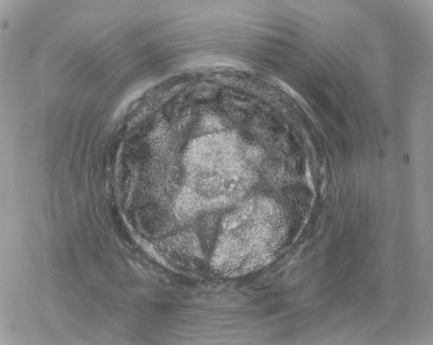 X0000078300775200611251507