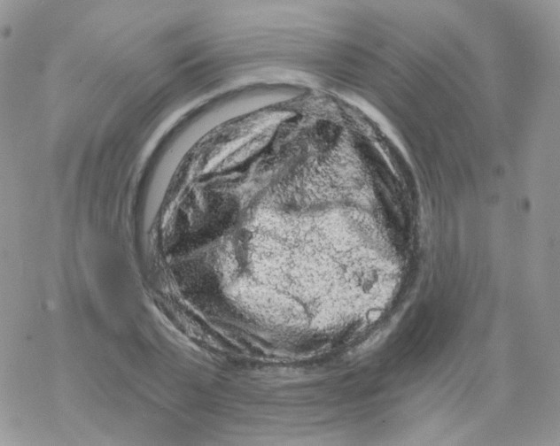 X0000078300783200611251507