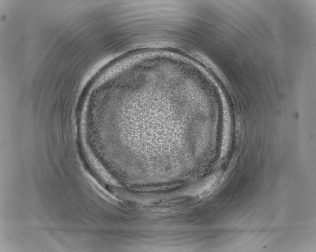 X0000078300787200611251507