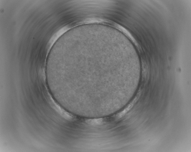 X0000078300810200611251507