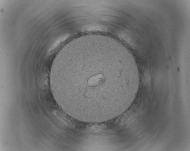 X0000078300824200611251506