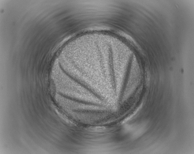 X0000078300833200611251506