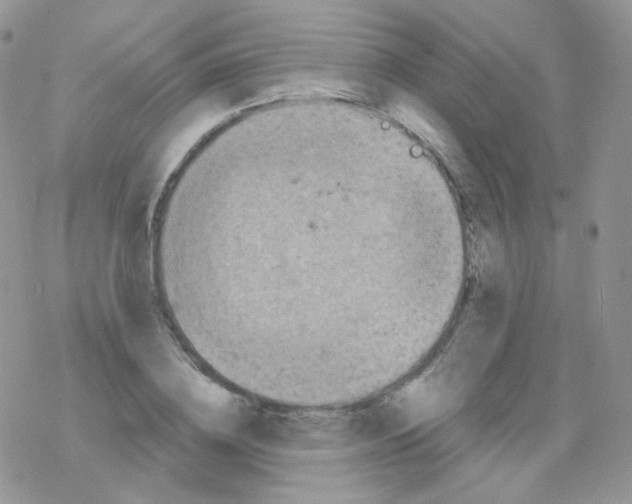 X0000078300836200611251506